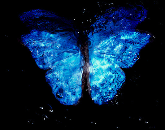 Vanitas Photography: Parent and Offspring Dance with Rare Butterfly