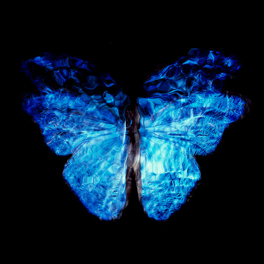 Studio-Bred Harmony: Rare Butterfly Dance in Vanitas Photography