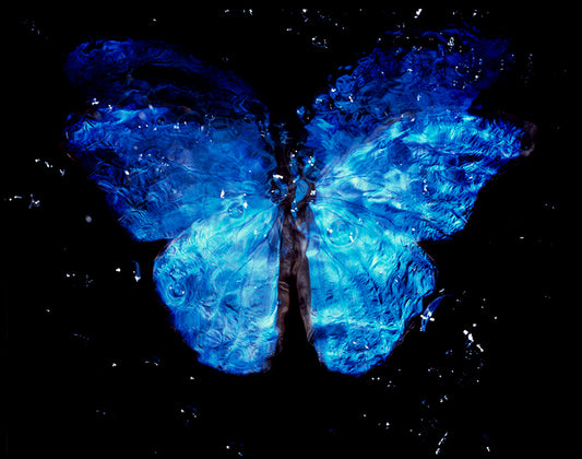 Modern Vanitas Art: Parent and Offspring Dance with Rare Butterfly