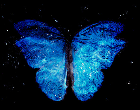 Studio Breeding Dance of Life: Analog Film Vanitas in Black Underwater