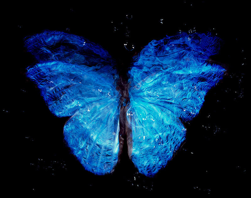 Parent and Offspring Harmony: Vanitas Art in Black Water with Blue Wings