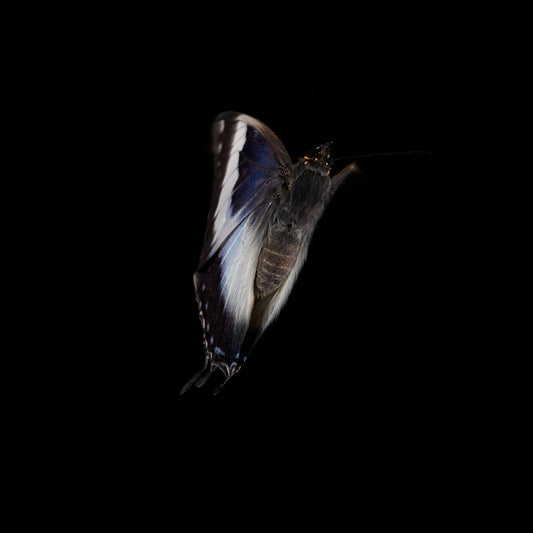 Ephemeral Elegance: Underwater Butterflies in Visual Reflection