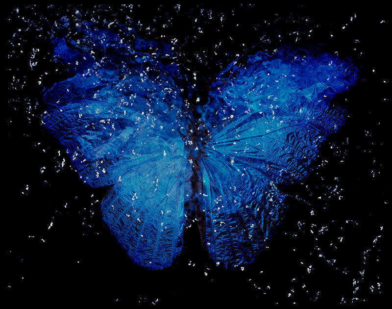 Rare Blue Wings Harmony: Analog Film Vanitas in Black Water