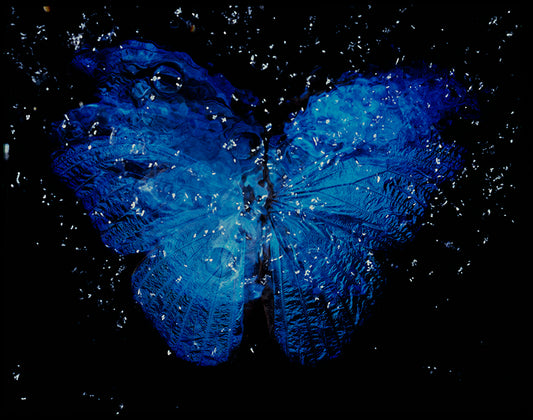Contemporary Beauty: Black Underwater Vanitas with Blue Winged Butterfly Photography