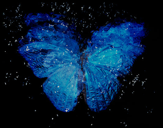 Studio Breeding project Analog Film Vanitas with Blue Winged Butterfly