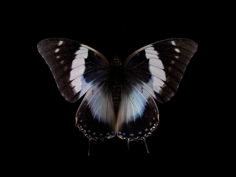 Aquatic Odyssey: Butterfly Breeding in Liquid Harmony