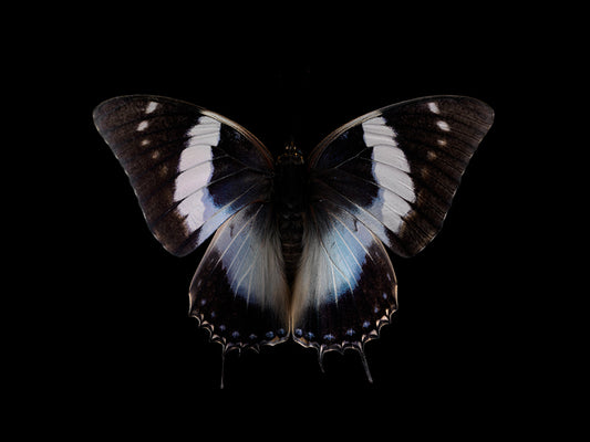 Aquatic Odyssey: Butterfly Breeding in Liquid Harmony