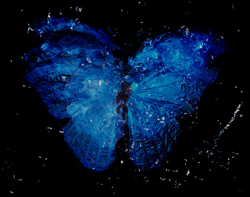 Rare Butterfly Beauty: Parent and Offspring Dance in Black Underwater