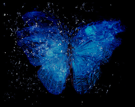 Vanitas Aesthetics: Baroque Film Photography of Rare Blue Winged Butterfly