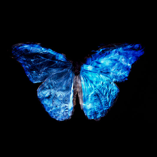 Rare Blue Winged Butterfly Photography: Vanitas in Black Underwater Scene