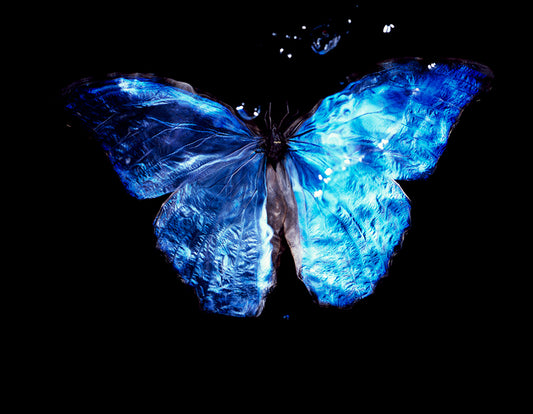 Contemporary Vanitas Artwork: Underwater Butterfly Photography