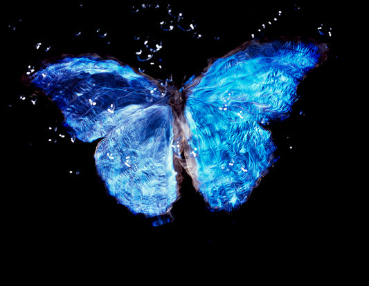 Underwater Vanitas with Critically Endangered Butterfly: Art Photography