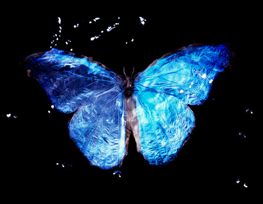 Blue Winged Beauty in Black: Rare Butterfly Vanitas Art