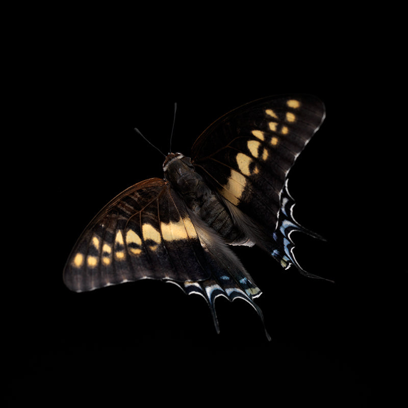 Transient Ballet: Underwater Photography of Life's Fleeting Beauty