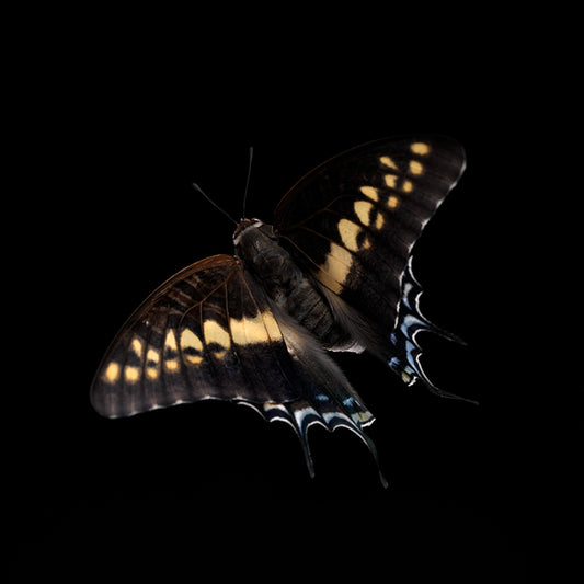 Transient Ballet: Underwater Photography of Life's Fleeting Beauty