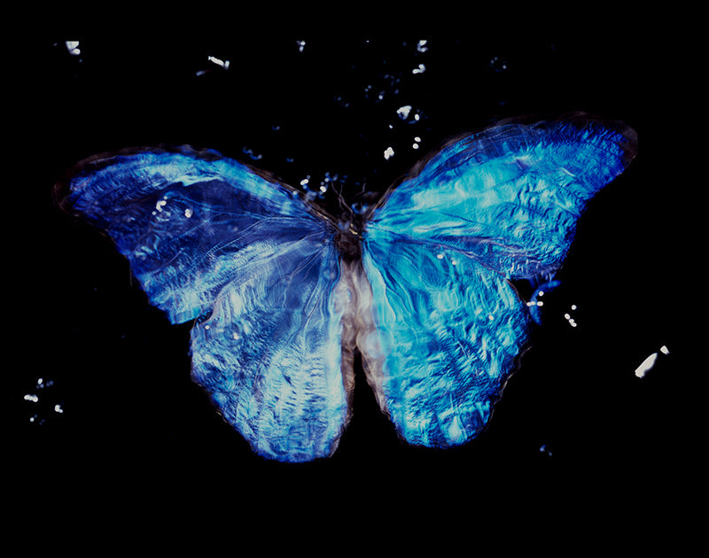 Profound Visuals: Vanitas Photography with Endangered Butterfly