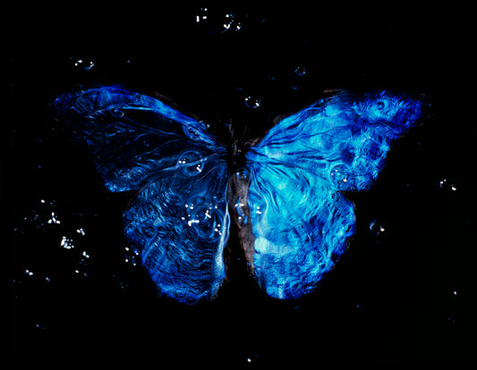 Artistic Elegance: Black Underwater Scene with Rare Blue Wings