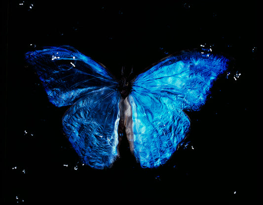 Vanitas Photography in Underwater World
