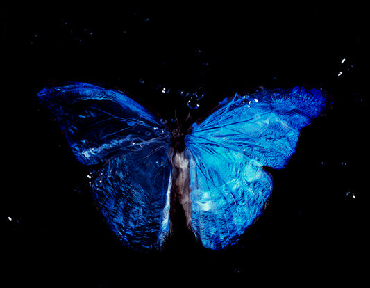 Rare and Endangered: Butterfly Vanitas in Black Water