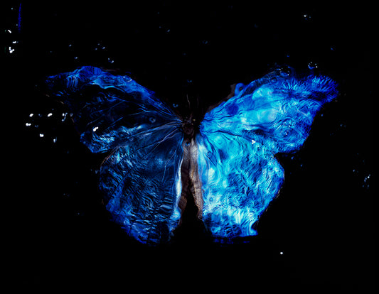 Artful Water Medium: Vanitas Photography with Critically Endangered Butterfly