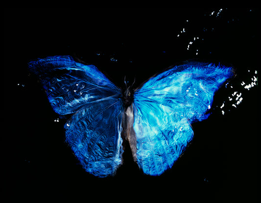 Endangered Beauty: Modern Vanitas with Blue Winged Butterfly