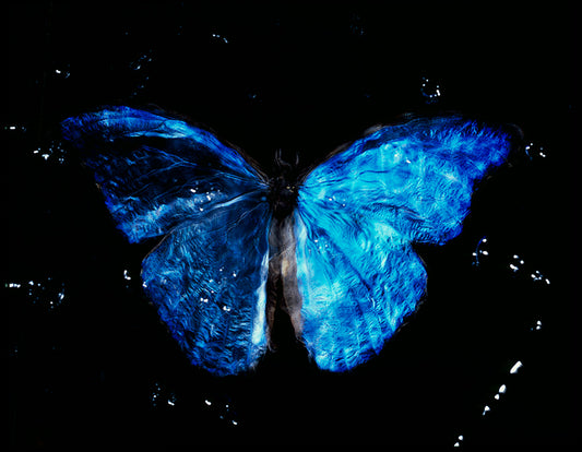 Studio blue Butterfly in Black: Vanitas Photography Blue
