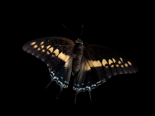 Vanishing Wingspan: Butterfly Breeding in Liquid Time
