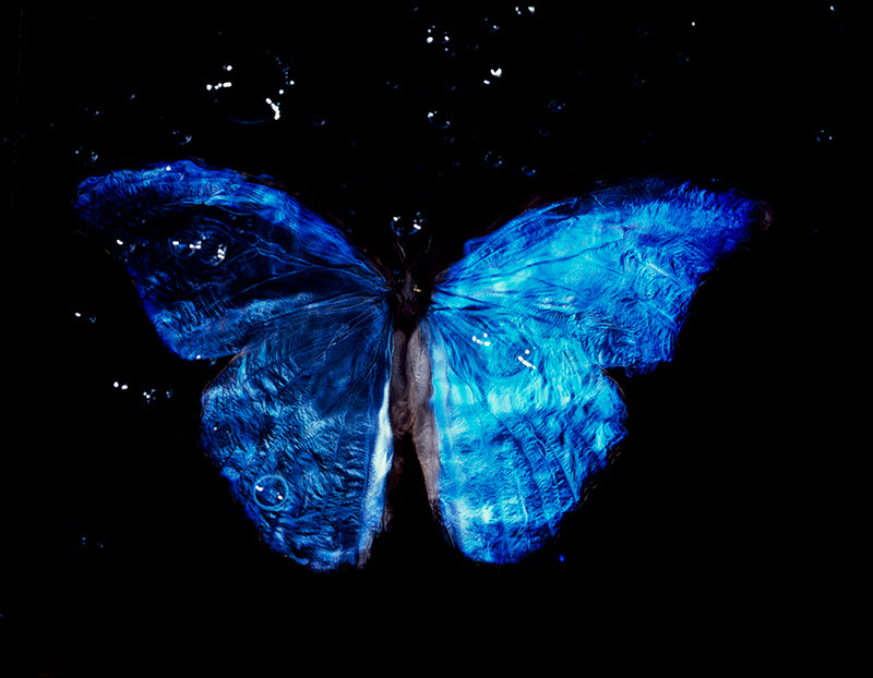 Blue Wings in Flight: Vanitas Art with Critically Endangered Butterfly