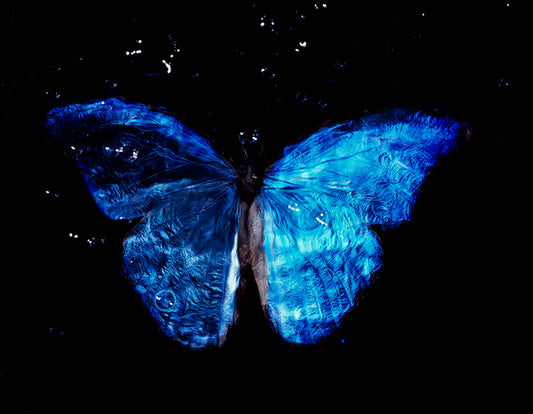 Blue Wings in Flight: Vanitas Art with Critically Endangered Butterfly