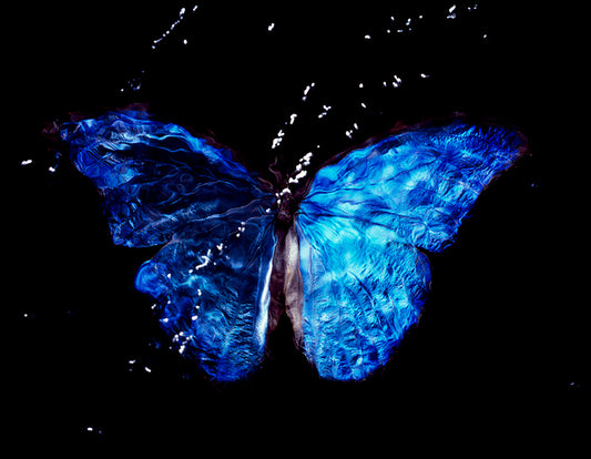 Underwater Symbolism: Rare Butterfly in Vanitas Photography