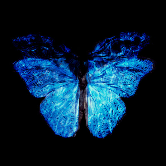 Black Water Elegance: Modern Vanitas Art with Endangered Butterfly