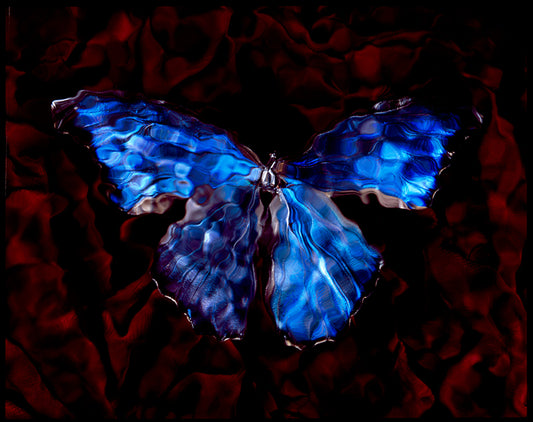 Endangered Species: Butterfly in art Vanitas Photography in Blue Artful