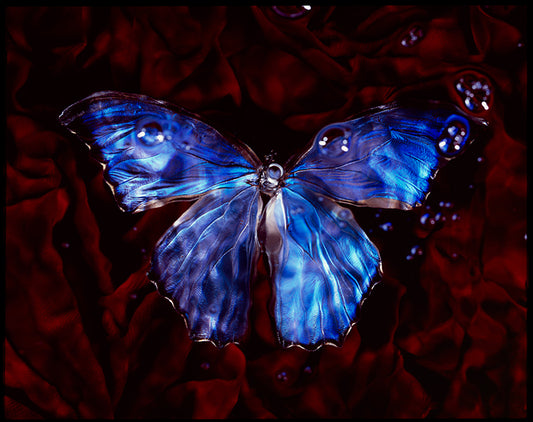 Art Underwater World: Vanitas with Critically Endangered Butterfly