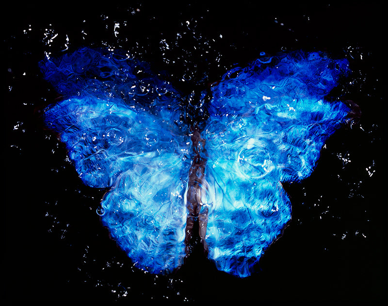 Rare Blue Wings: Vanitas Photography in Black Water