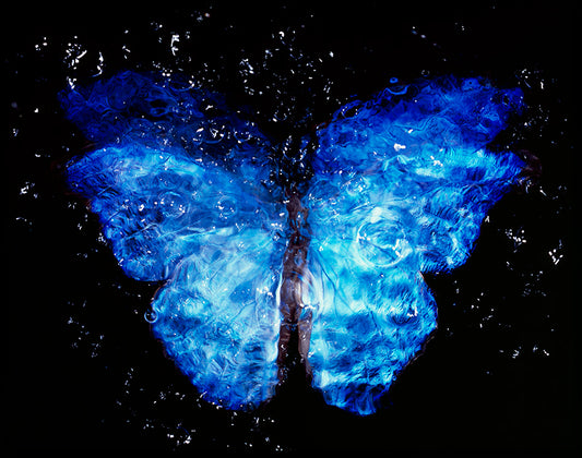 Rare Blue Wings: Vanitas Photography in Black Water
