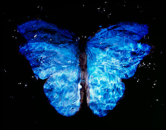 Symbolic Art: Studio-Bred Butterfly in Contemporary Vanitas