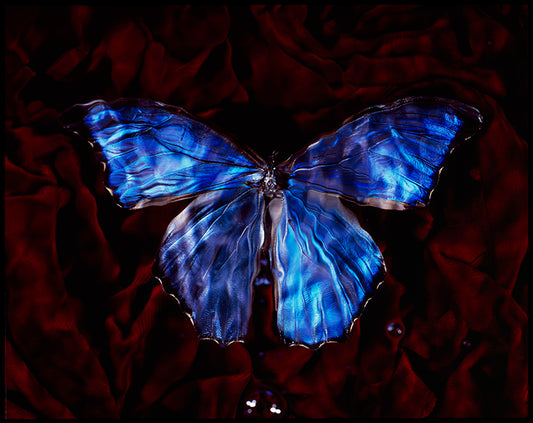 Contemporary Artist Endangered Butterfly Vanitas Photography