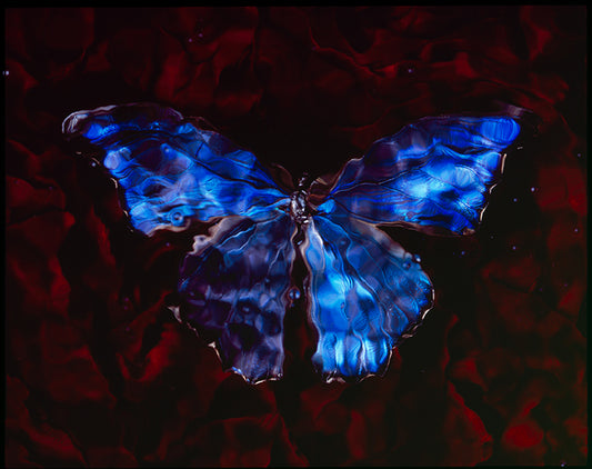 Underwater Elegance Rare Butterfly in Modern Vanitas Art Studio