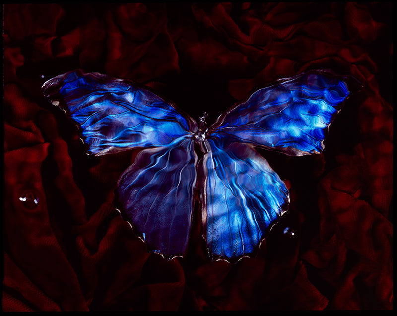 Studio Beauty Vanitas Photography with Critically Endangered Butterfly