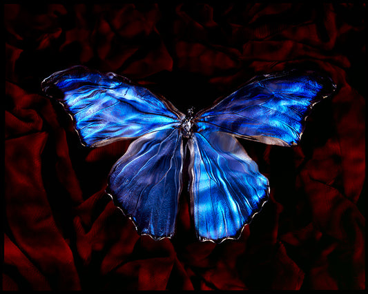 Artful Underwater Scene Vanitas with Rare Blue Wings