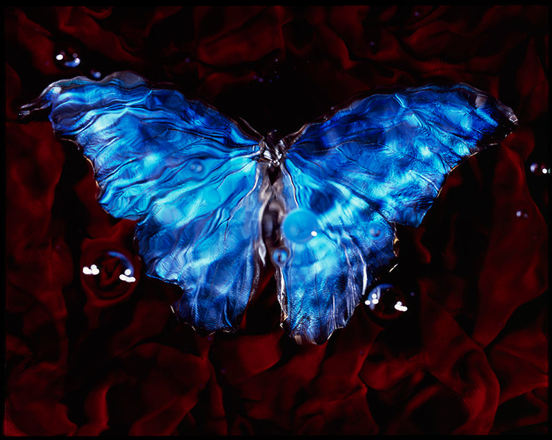 Vanitas Aesthetics: Black Underwater Photography with Butterfly