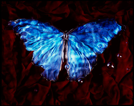 Contemporary Symbolism Studio Bred Butterfly in Vanitas Endangered