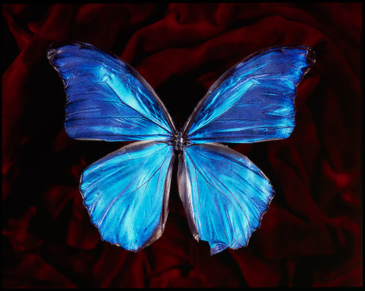 Endangered Beauty Blue Winged Butterfly in Vanitas Photography
