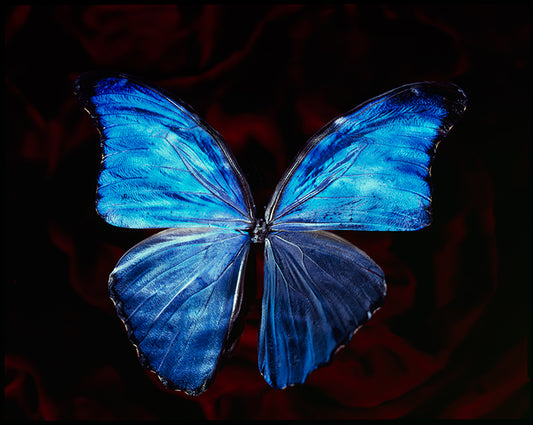 Rare Blue Wings Artistic Vanitas Photography in Black