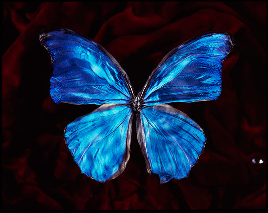 Underwater Symbolism Vanitas Art with Critically Endangered Butterfly