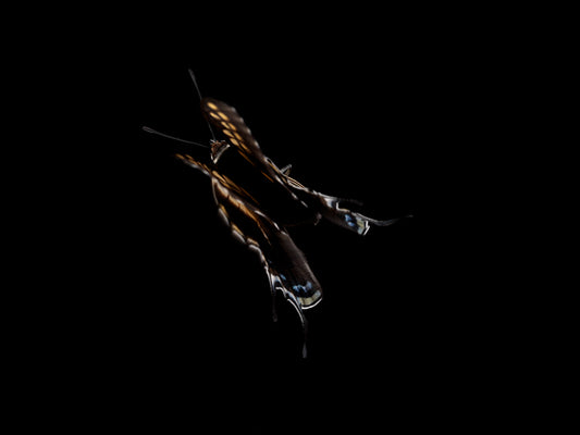 Fluidic Flutters: Butterfly Breeding in Liquid Reverie