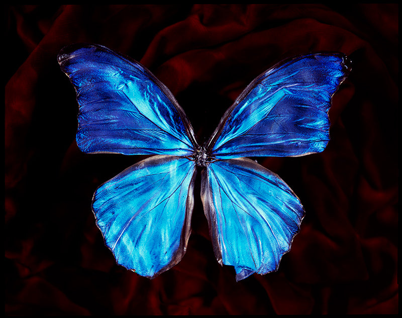 Studio Beauty Vanitas Photography with Rare Butterfly