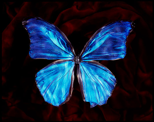 Studio Beauty Vanitas Photography with Rare Butterfly
