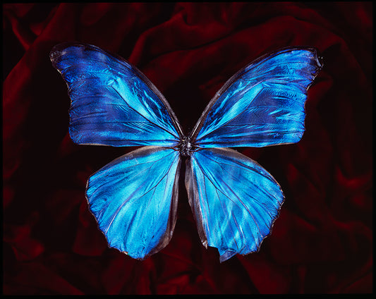 Artful Underwater World: Vanitas with Critically Endangered Species