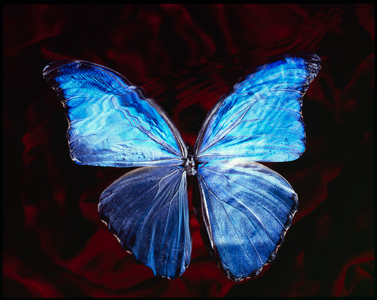 Rare Blue Wings: Vanitas Photography in Black Abyss Symbolic Art